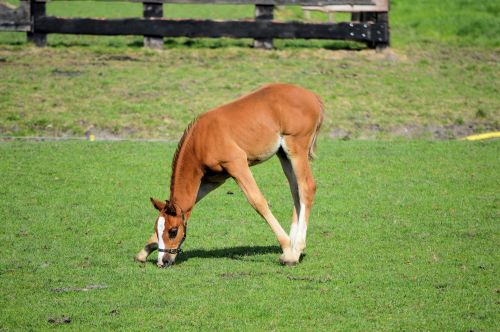 Foal