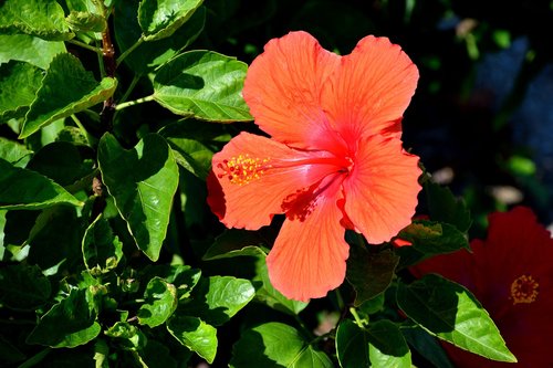 vibrant  color  hibiscus flower