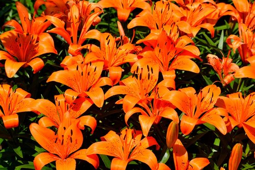 vibrant  orange lily  flower