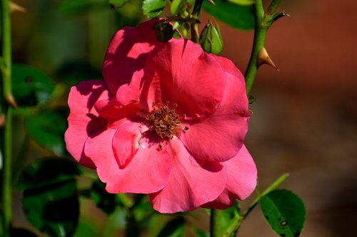 vibrant color  rose  flower