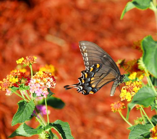 vibrant colored swallowtail butterfly insect