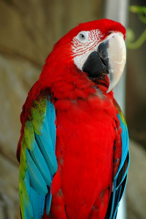 Vibrant Colored Macaw