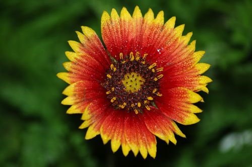 vibrant flower colorful wild flower