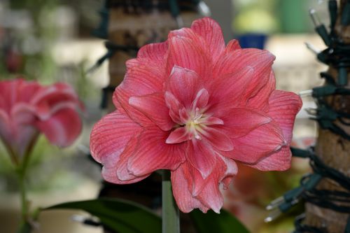 Vibrant Pink Flower