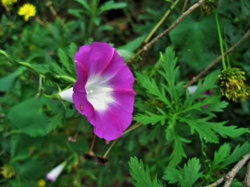 Vibrant Pink Morning Glory