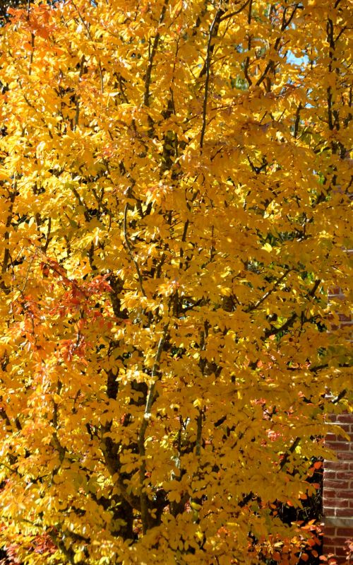 Vibrant Yellow Leaves Of  Fall