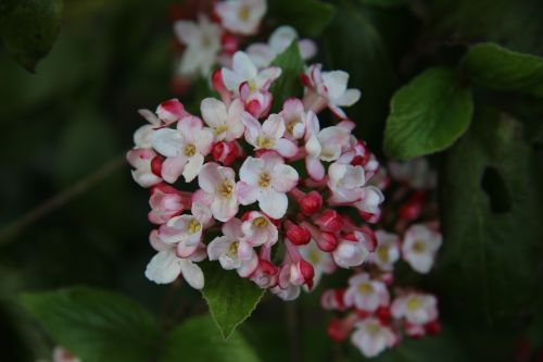viburnum flowering shrub spring