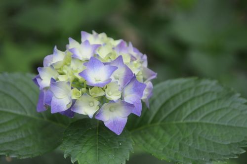 viburnum natural plant