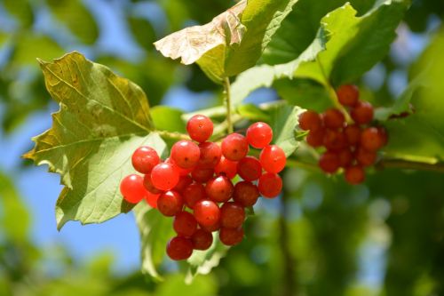 viburnum shrub red fruit