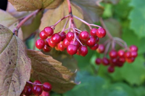 viburnum berry red