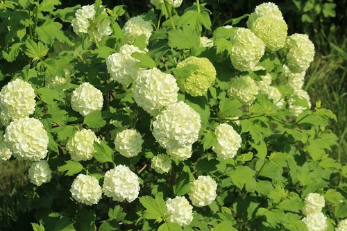 viburnum  bush  dashing