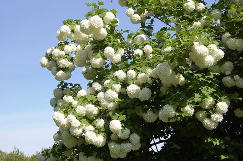 viburnum  white balls