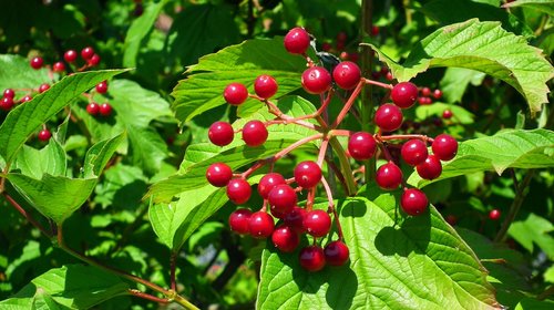 viburnum  tree  nature