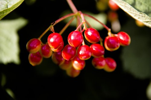 viburnum  fruit  berry