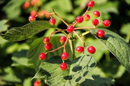 viburnum  fruit  berry