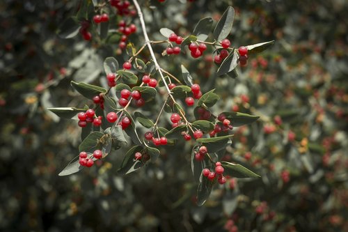 viburnum  wolf berries  bush