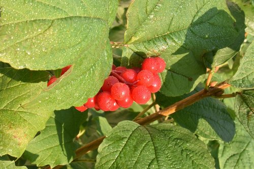 viburnum  red  berry