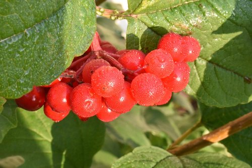 viburnum  red  berry