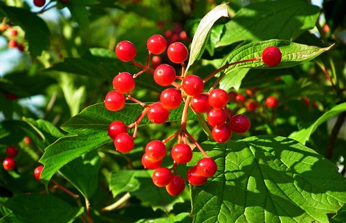 viburnum  fruit  red