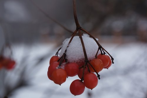 viburnum  snow  winter