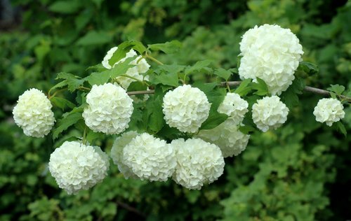 viburnum  white flowers  flourishing