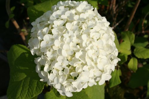 viburnum bush garden plant