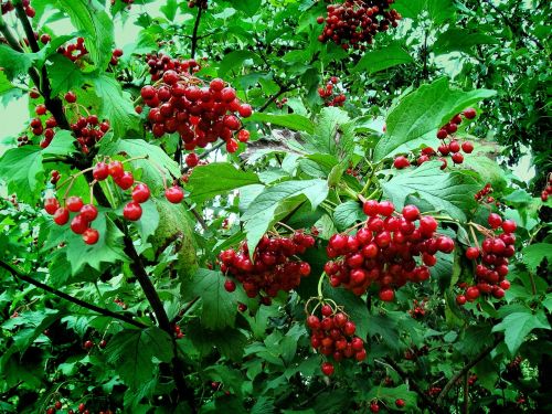 viburnum red ukraine