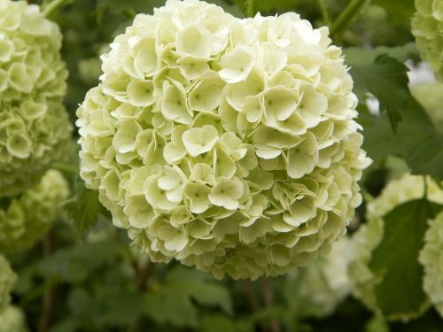 viburnum flower white