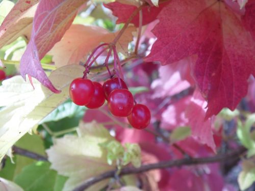 viburnum berry plant
