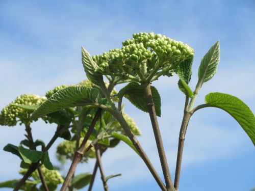 viburnum lantana wayfarer wayfaring tree