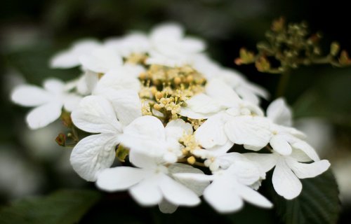 viburnum watanabe  white  randbloemen