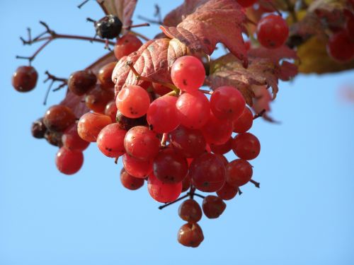 Viburnum