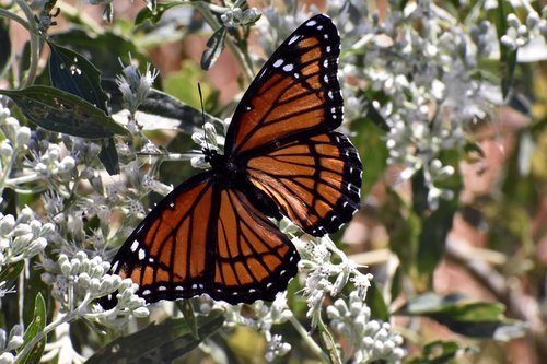 viceroy butterfly  wings  orange