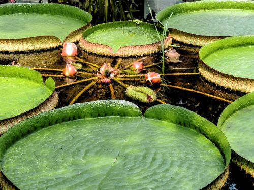 victoria amazonic water lily