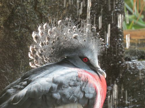 victoria crowned pigeon animal beak