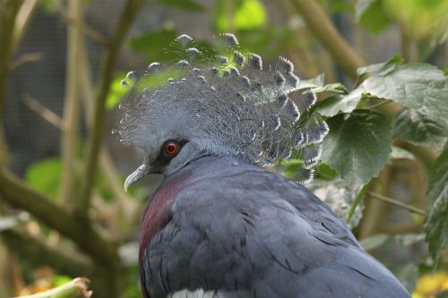 victoria crowned pigeon goura victoria columbidae