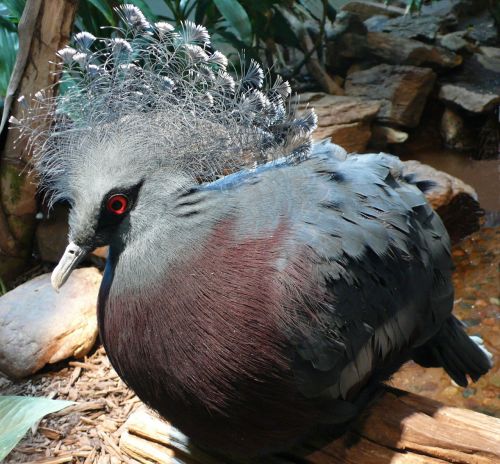 victoria crowned pigeon pigeon close up