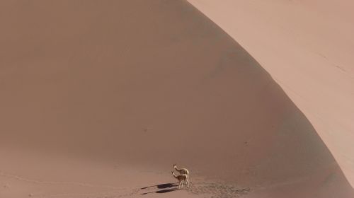 vicuña vicunia animal