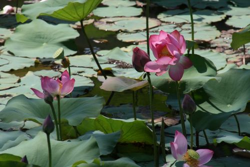 viet nam lotus flower