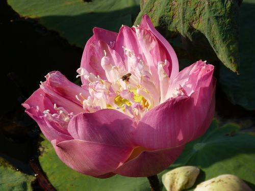 vietnam asia lotus