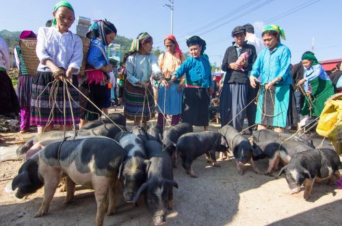 pigs trade market