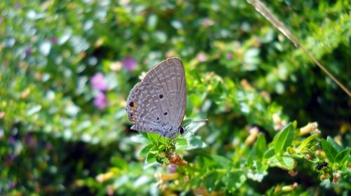 vietnam the butterfly closeup