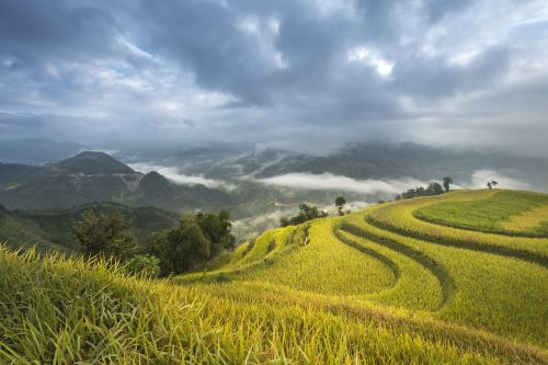 vietnam terraces rice