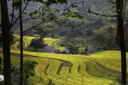 vietnam rice rice field