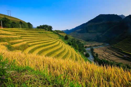 vietnam rice rice field