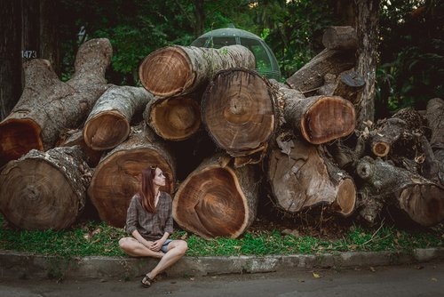 vietnam  tree  log