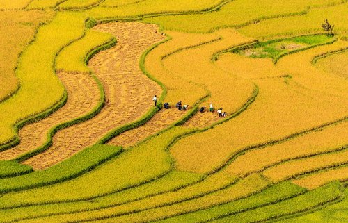 vietnam  people  grass