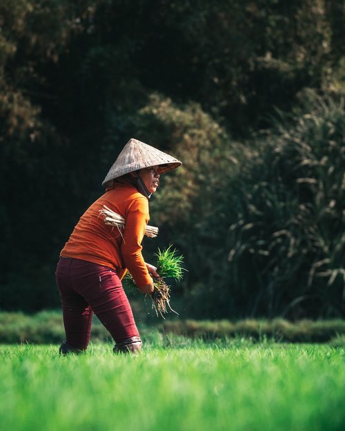 vietnam  farmer  asia