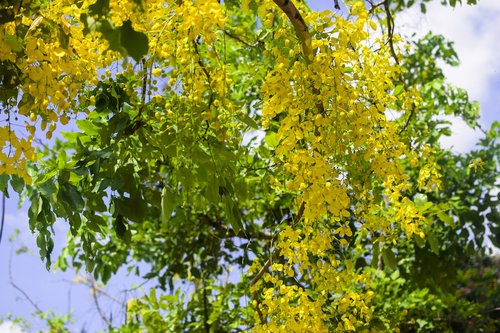 vietnam  yellow flower  tree