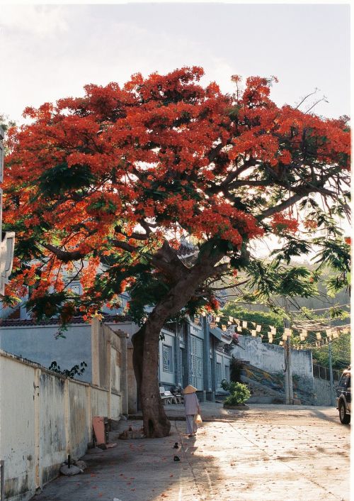 vietnam summer red flower